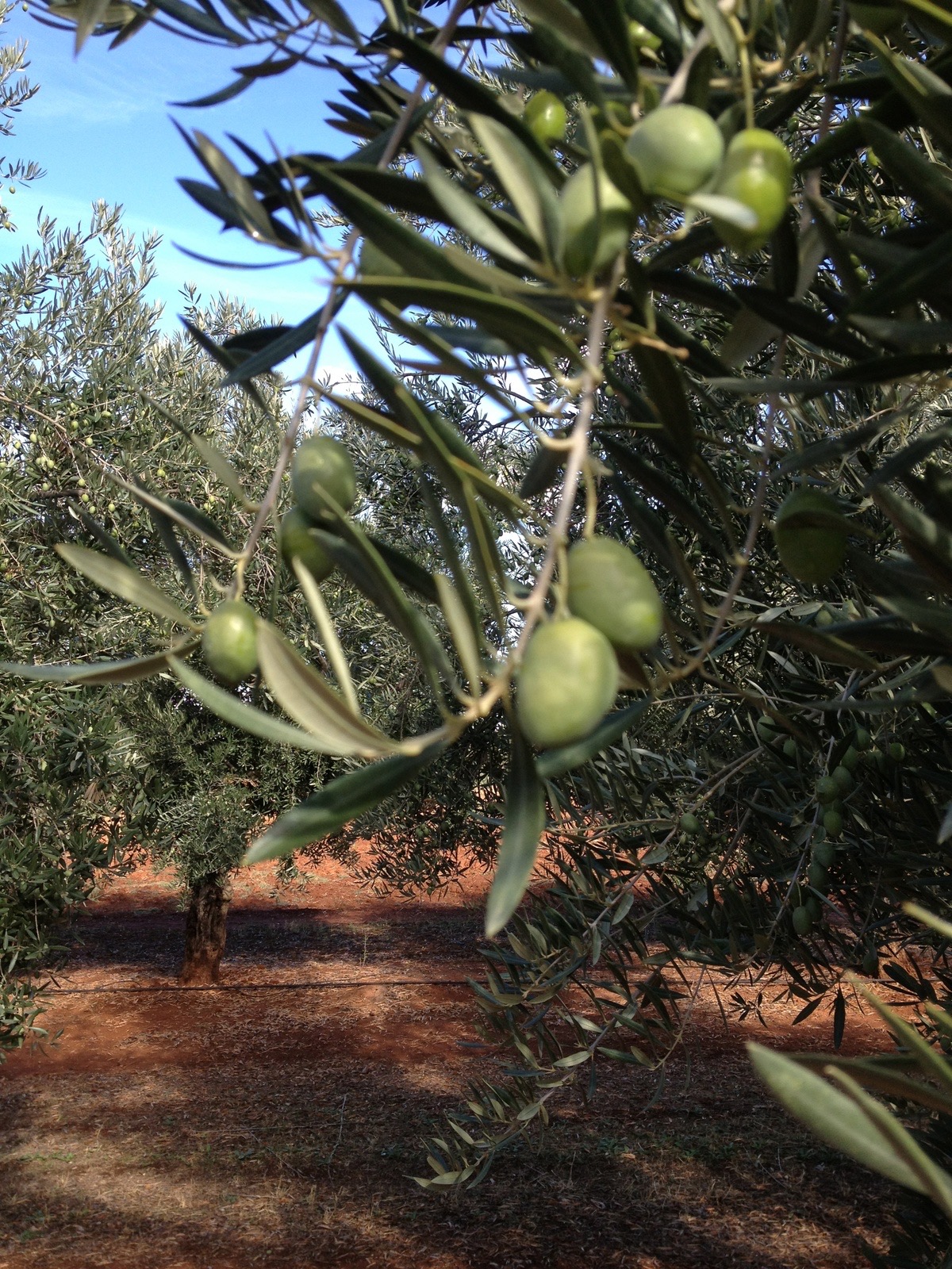 Aceitunas recién cosechadas de la finca Sa Font Gata