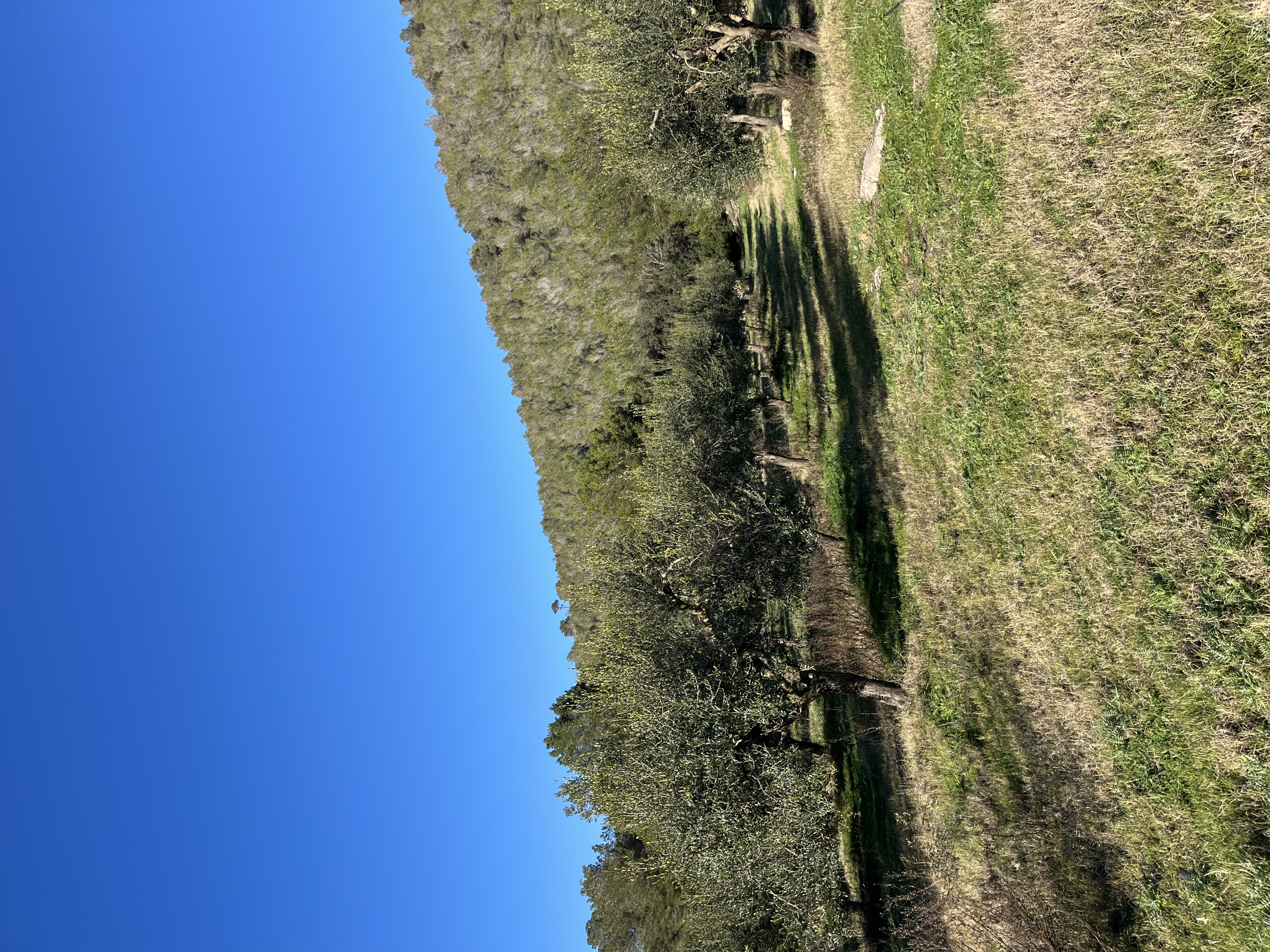 Olivos de Sa Font Gata
